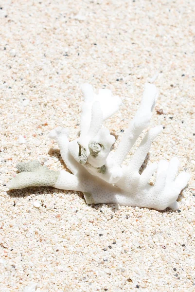 Closeup de coral — Fotografia de Stock