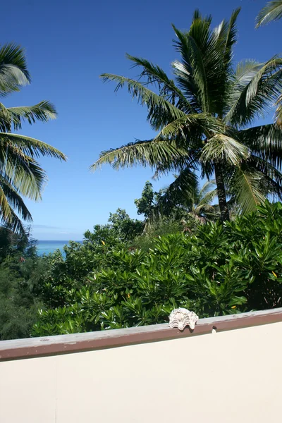 코코넛 야자수 — 스톡 사진