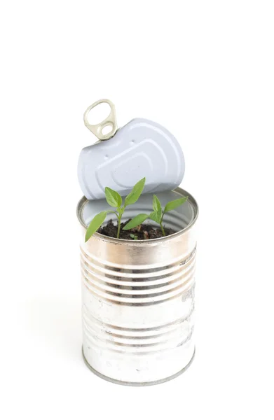 Uma pequena planta em uma lata — Fotografia de Stock