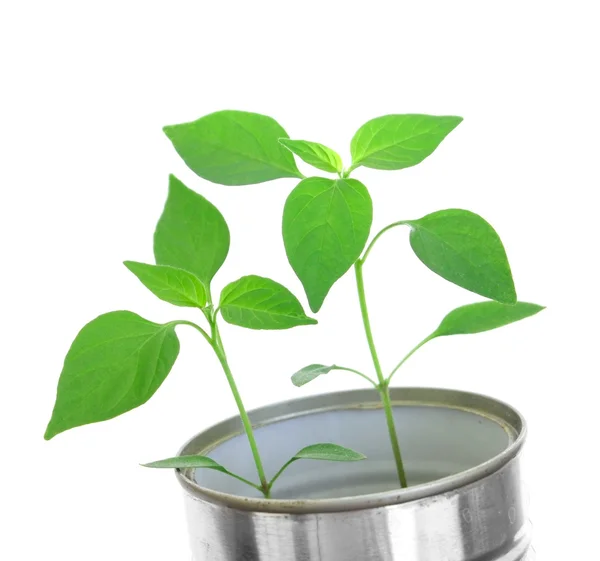 En liten planta i en konservburk — Stockfoto