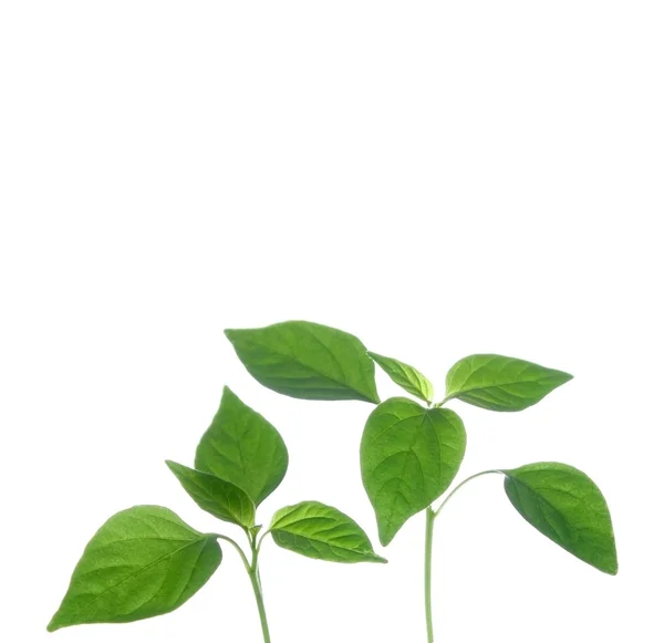 Malá rostlina v plechovce — Stock fotografie