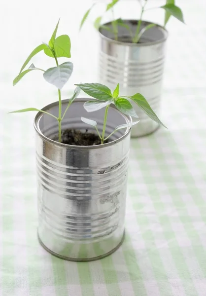 Uma pequena planta em uma lata — Fotografia de Stock