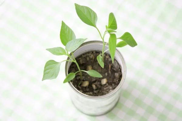 Eine kleine Pflanze in der Blechdose — Stockfoto