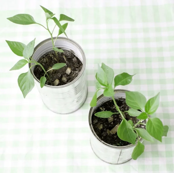 A small plant in a tin can — Stock Photo, Image