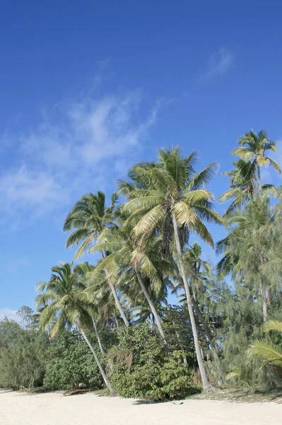 Palmen auf einer exotischen Insel in Fidschi — Stockfoto
