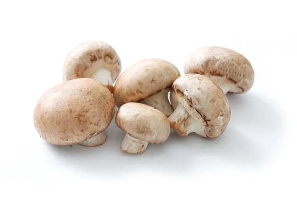 stock image Brown mushrooms