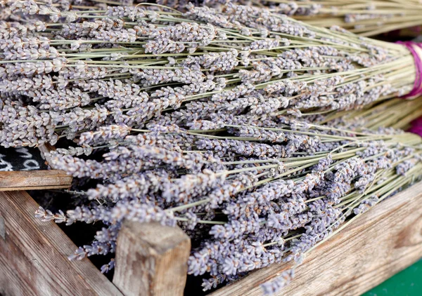 stock image Lavender