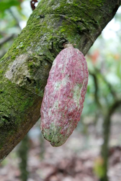 Stock image Cacao plantation