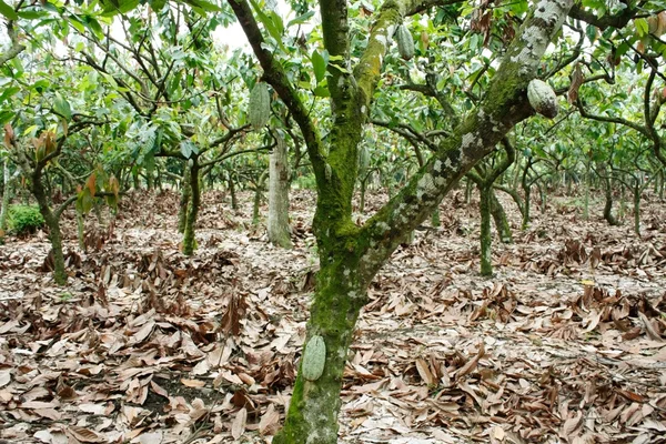 Stock image Cacao plantation