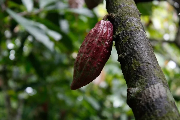 Cacao plantation — Stock Photo, Image