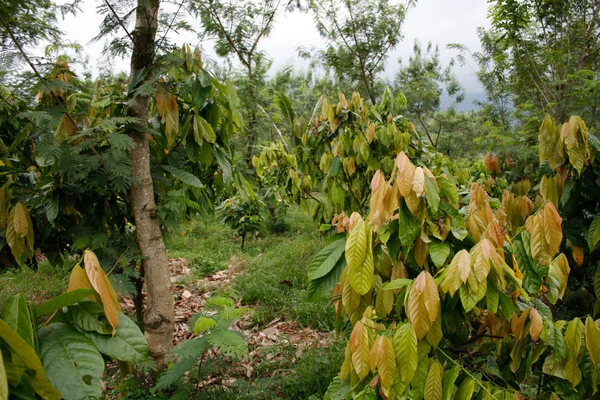 Плантация Какао — стоковое фото