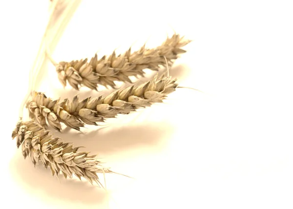熟した小麦 — Stockfoto
