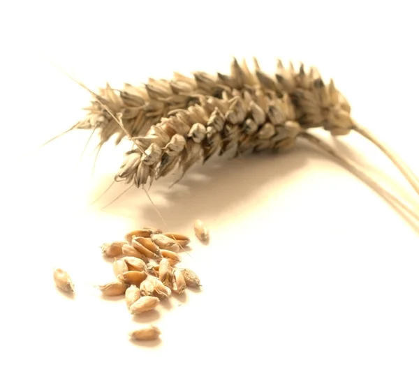 Il grano maturo — Foto Stock