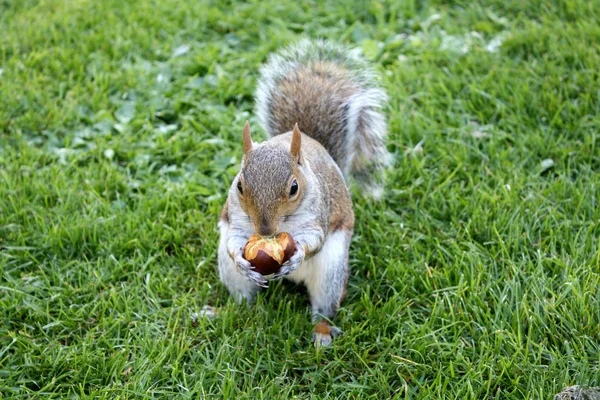 stock image Squirrel