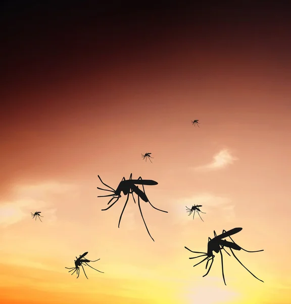 Mosquitos — Fotografia de Stock