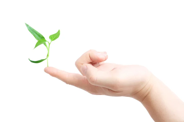 Finger supporting a new plant — Stock Photo, Image