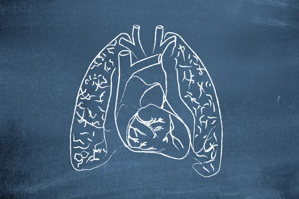 Lungs drawn on blackboard — Stock Photo, Image