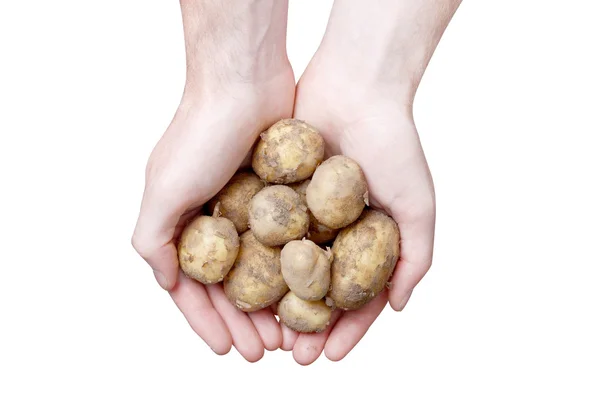 Hände, die Kartoffeln halten — Stockfoto