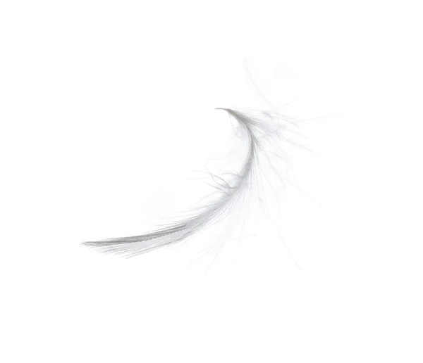 Feather — Stock Photo, Image