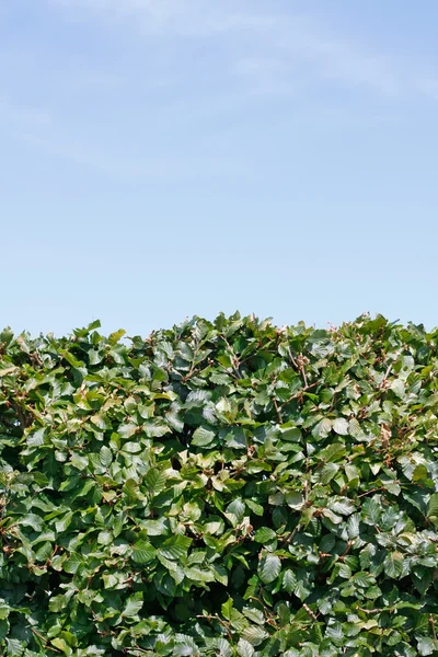 Green hedge — Stock Photo, Image