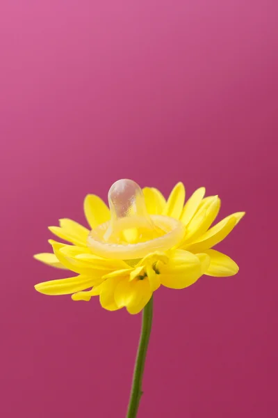 Flor usando preservativo — Fotografia de Stock