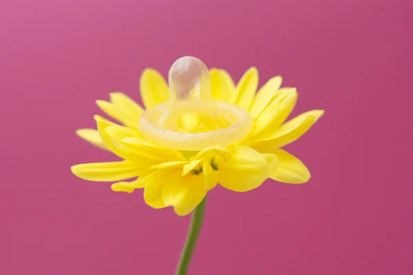 Flor usando preservativo — Fotografia de Stock