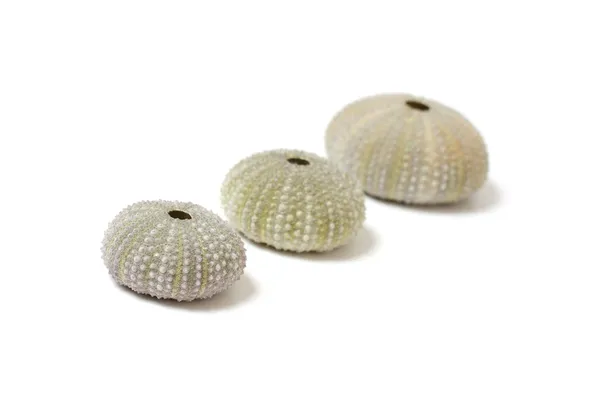 Zkamenělé ježovky — Stock fotografie