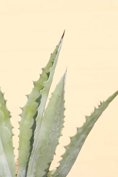 stock image Cactus