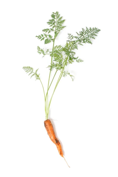 Cenoura — Fotografia de Stock