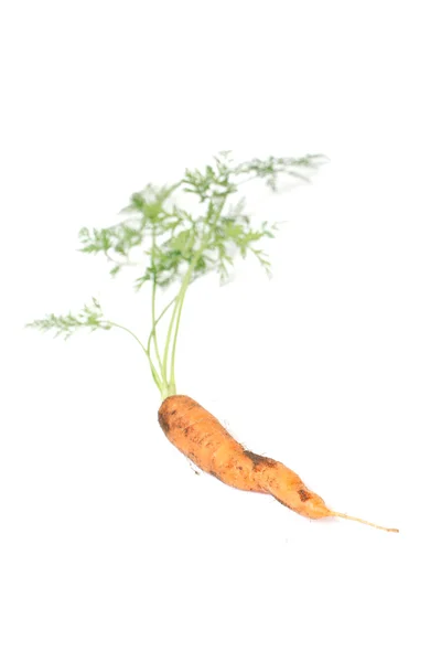 stock image Carrot