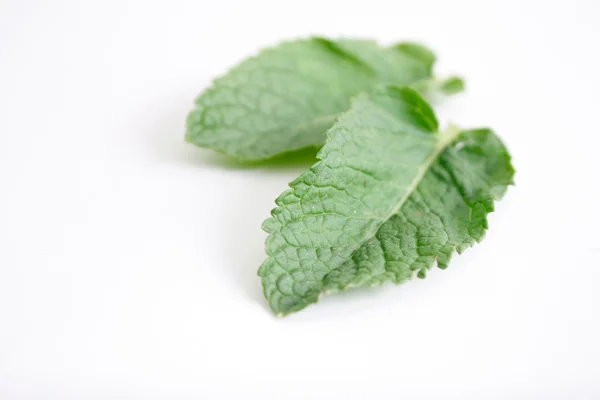 Mint leaves Royalty Free Stock Images