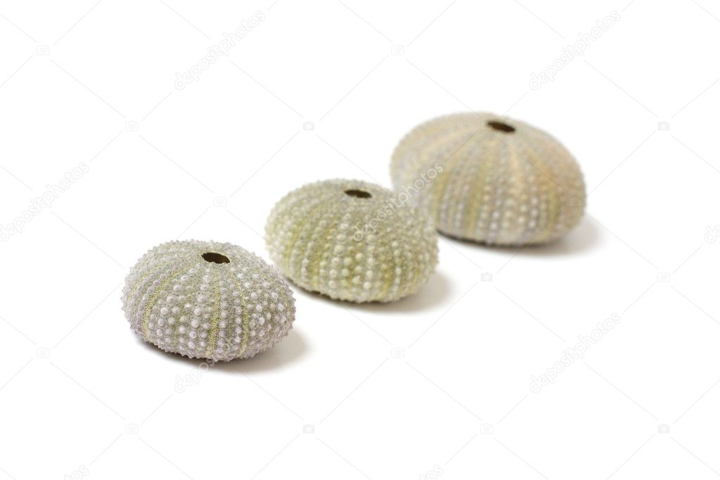 Fossilized sea urchins