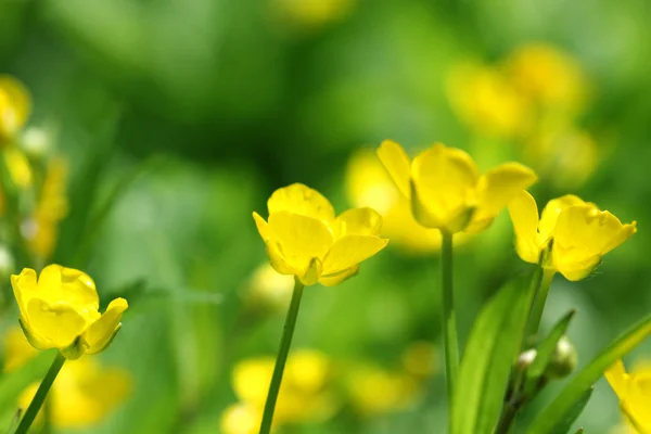 녹색 추상적인 배경에 노란 꽃 스톡 이미지
