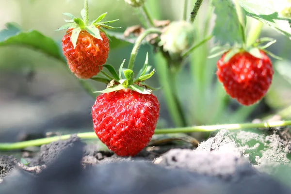 花园里的草莓 — 图库照片