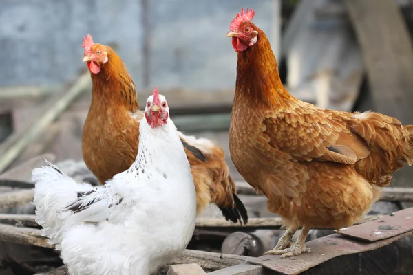 Lindas gallinas divertidas en el patio de la granja — Foto de Stock