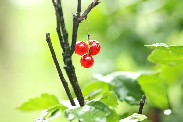 Redcurrant berry on the branch — Stock Photo, Image