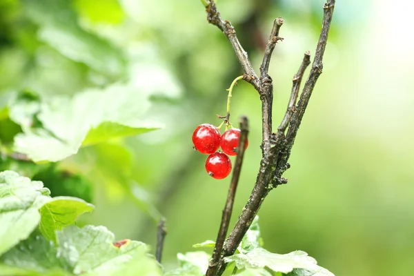 Redcurrant berry on the branch — Stock Photo, Image