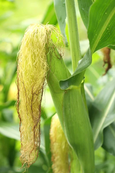stock image Field of green corn