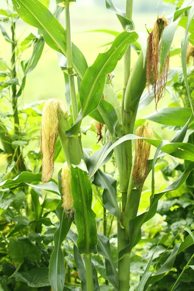 Pole zelené kukuřice — Stock fotografie