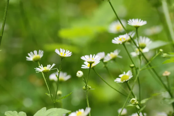 Kamille Wildblumen auf der grünen Wiese — Stockfoto