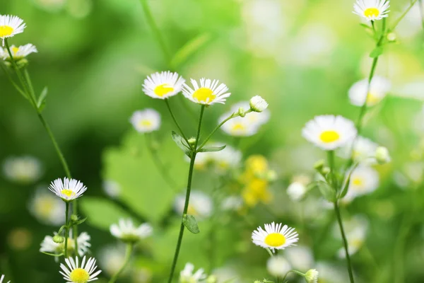 Kamille Wildblumen auf der grünen Wiese — Stockfoto