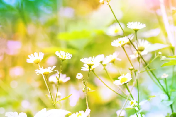 Chamomile wildflowers on the green meadow — Stock Photo, Image