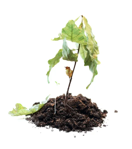 Green plant withered, death of growth — Stock Photo, Image