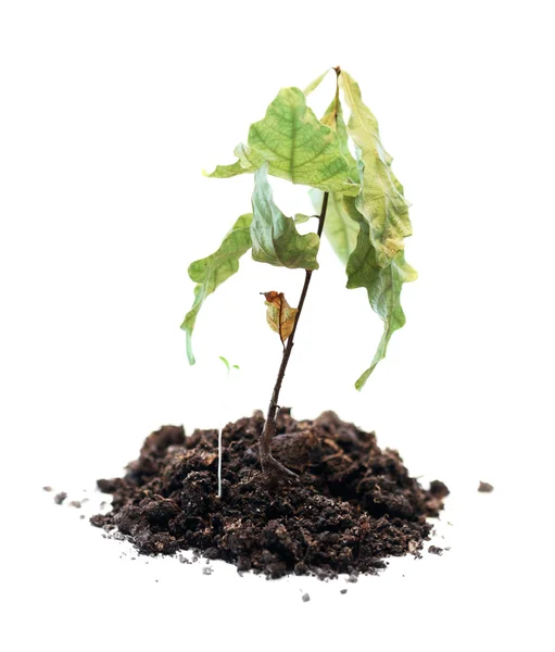 Zelená rostlina vrásčitá, smrt růstu — Stock fotografie