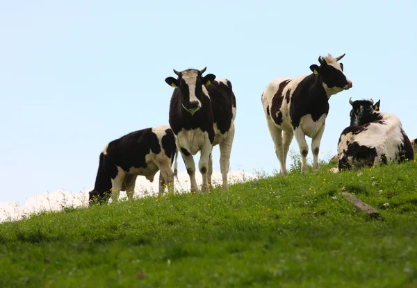 Vacas en un pasto — Foto de Stock