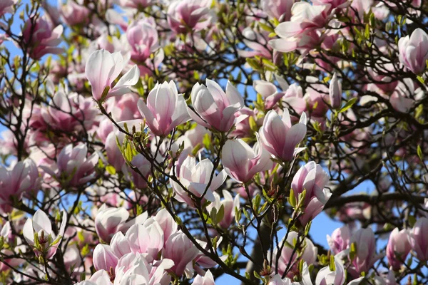Bloeiende magnolia — Stockfoto