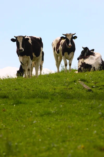 Otlaktaki inekler — Stok fotoğraf