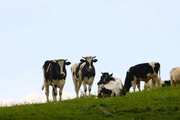 Koeien op een weiland — Stockfoto