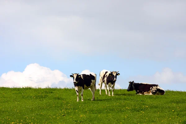 Коровы на пастбище — стоковое фото