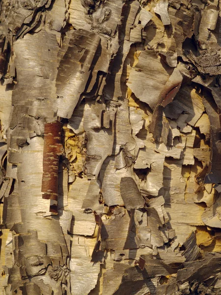 노란 박 달 나무의 껍질에서 배경 — 스톡 사진